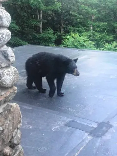 Black bears mostly in their dens for the winter