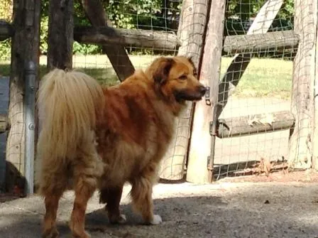 InDepthNH Launches 'Celebrating Pets' Section to Honor Fido, Fluffy and Your Pet