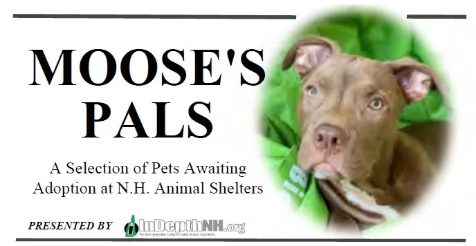 Moose's Pals and Ready for Adoption