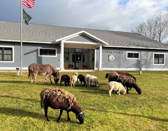 Animals visit Antrim Police Department