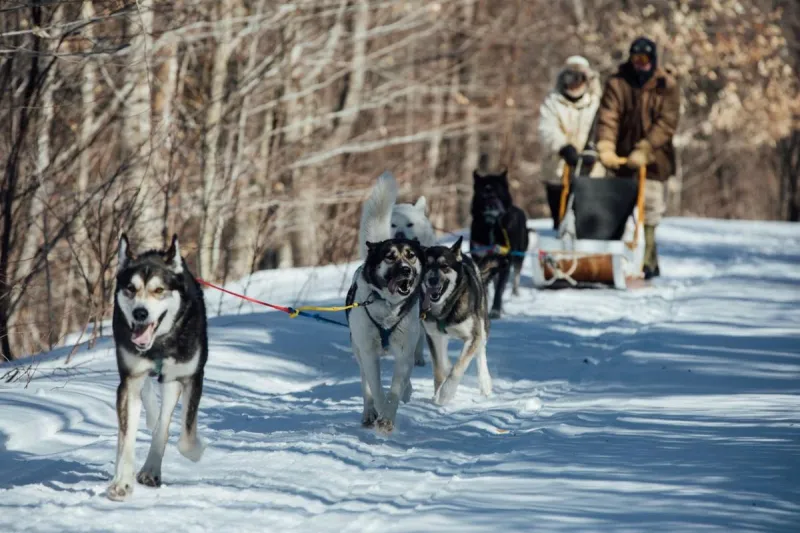 1, 3, 4-Day Dogsledding Tours Are Your Next Extreme Maine Vacay