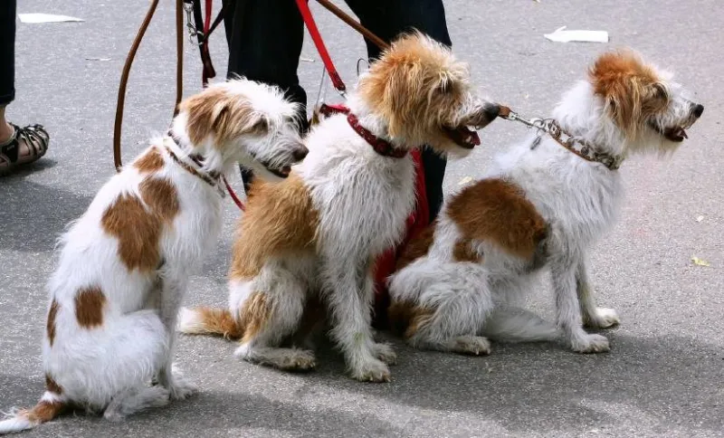 Opinion: The lessons of canine companionship