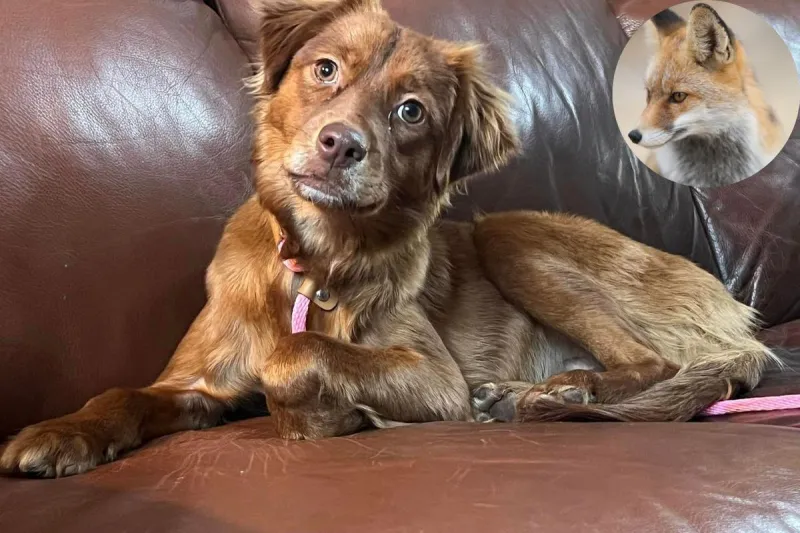 Poor Dog Lost in NH for Days Makes a Fox Friend like Disney