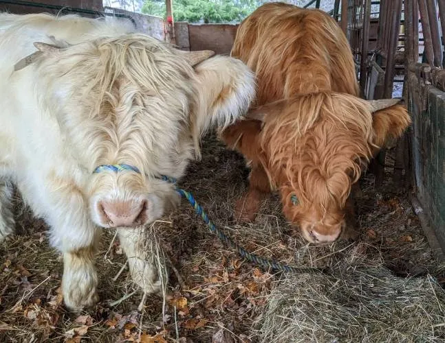 From the farm: Bovine nanny needed