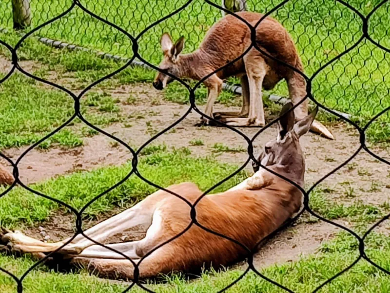 Cape May County Park and Zoo Named Best Free Attraction!