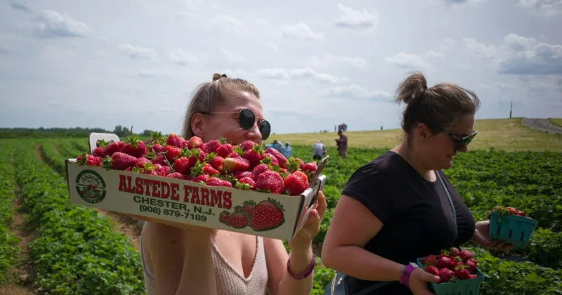 New Jersey governor declares state of emergency after April freeze damaged significant portion of crops in state