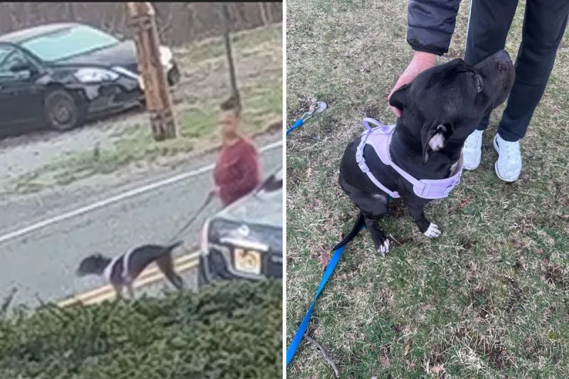 PETA offers $5K reward for woman accused of abandoning dog in NJ