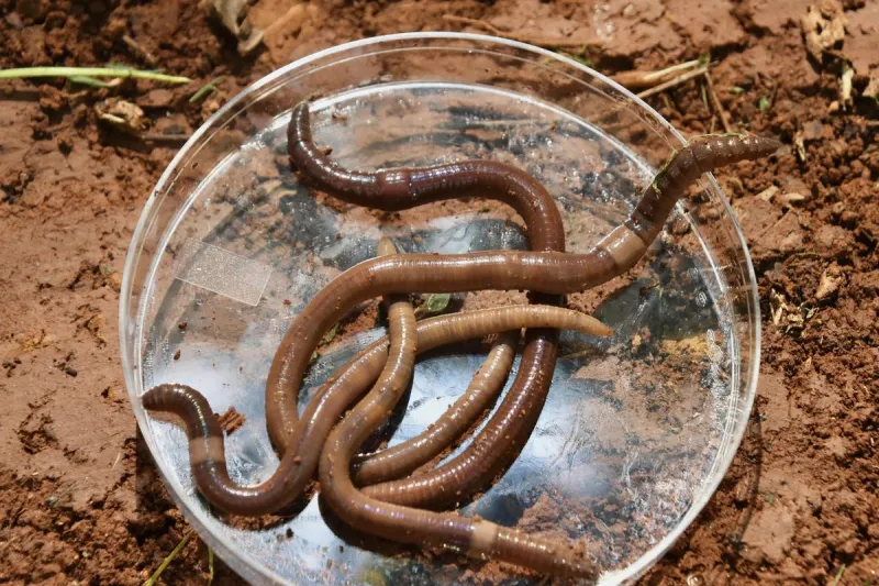 These worms jump - and that's not the worst thing about them