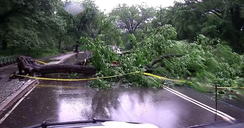 Wet weather downs trees across New York, New Jersey