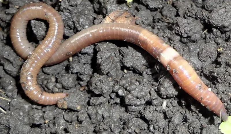 NJ's Creepy New Invader Jumping Worms Can Leap Off the Ground