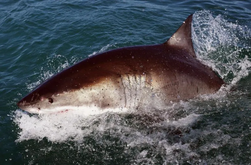 South Jersey Waters Visited by Another Great White Shark