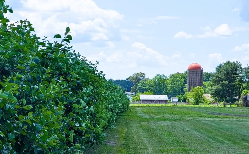 A Summer Without Peaches: NJ Estimates $300M in Ag Losses from April Whiplash Weather
