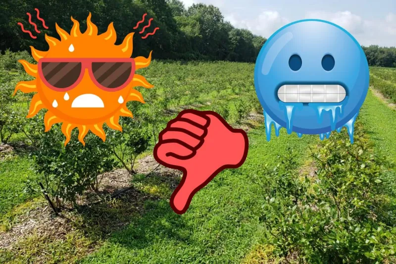 NJ fruit crop disaster forces state of emergency for farmers