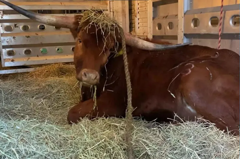 Meet NJ Transit's new etiquette coach: Ricardo the bull