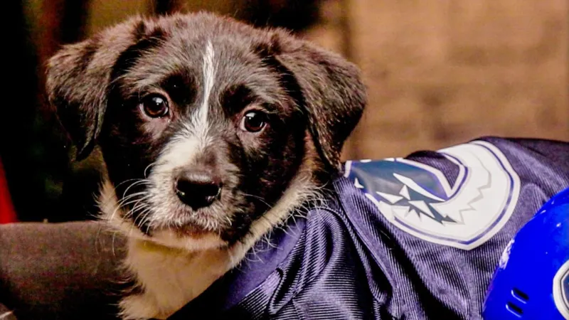 Ranking every dog name and pun from the 2026 'Stanley Pup'