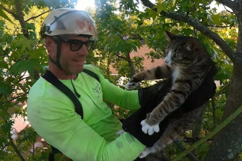 Meet the NJ arborist who rescues cats from trees for free