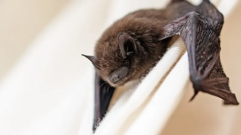 Rabid bat confirmed in Cherry Hill