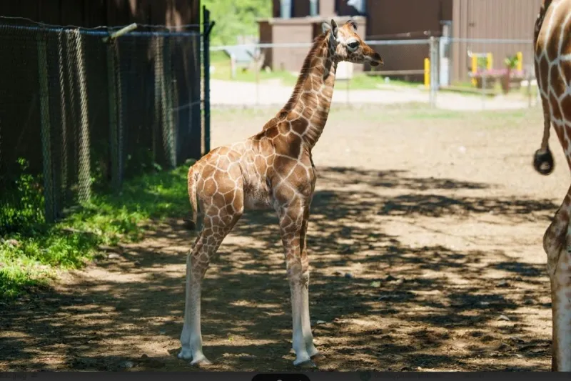 Six Flags Great Adventure adds baby animals and late-night fun