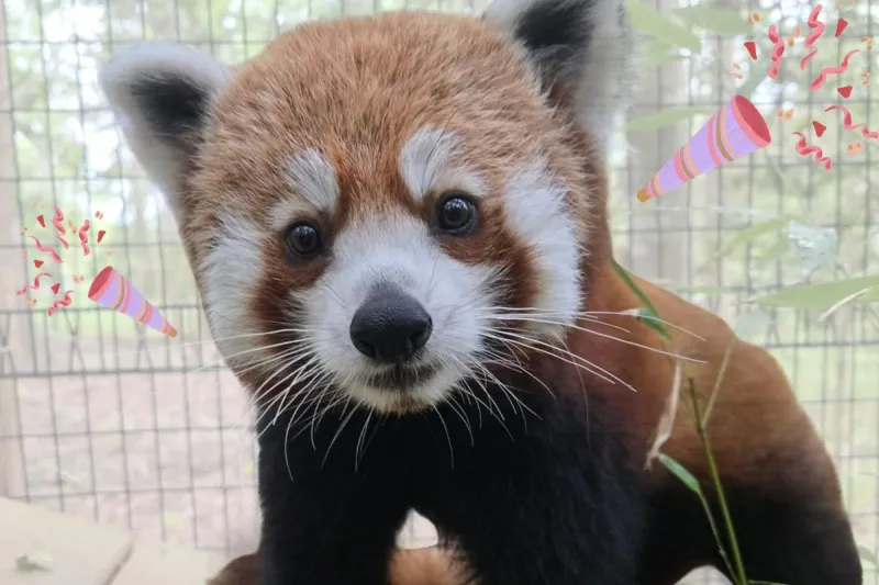Ember The Red Panda Turns One At Cape May Zoo