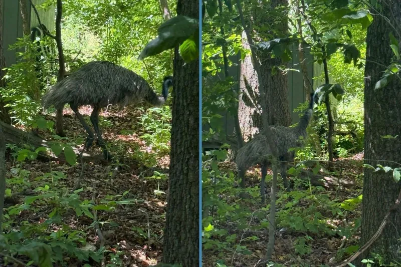 NJ's strangest fugitive keeps moving, dodges capture