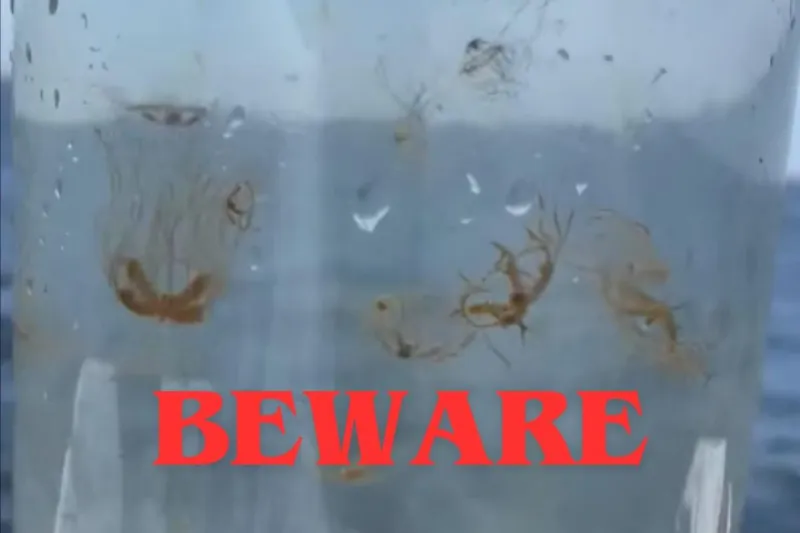 NJ back bays face painful jellyfish, but beaches are safe