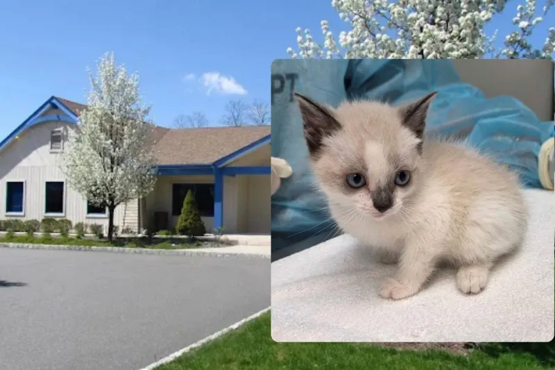 Meet the kitten who became a NJ sanctuary's 5,000th rescue