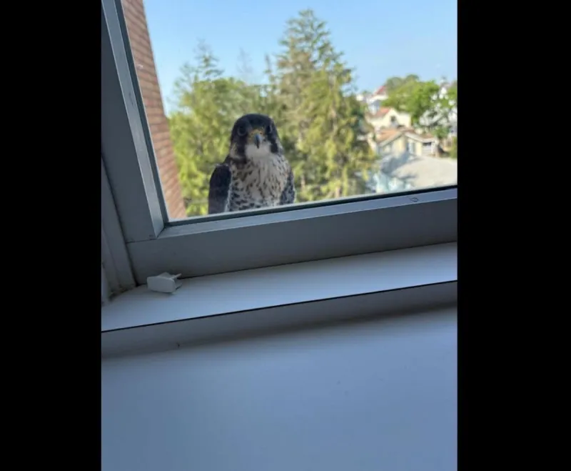 Missing Boardwalk Falcon Turns Up at Shore Medical Center