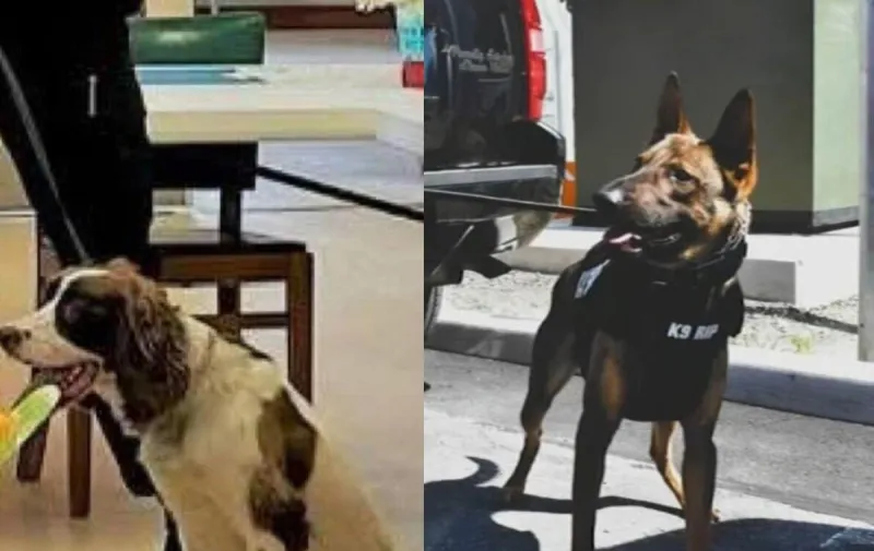 Sheriff's Officer Charged After Two K-9s Die in Hot Patrol Car