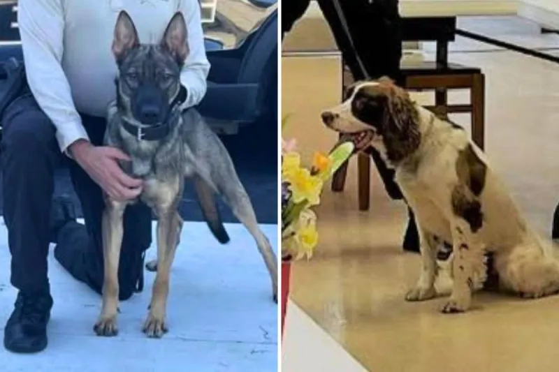 Salem County K-9 handler charged after 2 police dog deaths