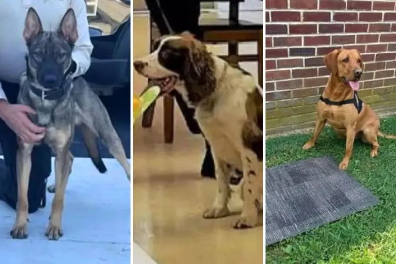 Why were charges filed in one NJ K-9 death - but not another?