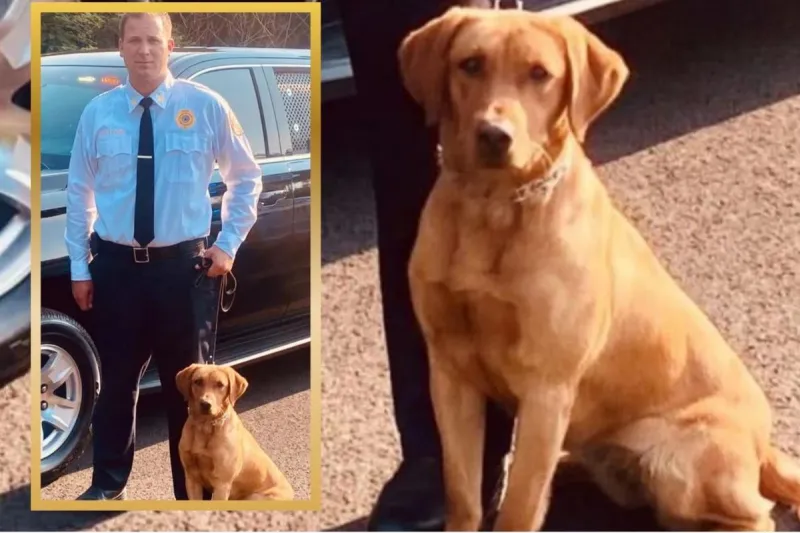 Confusion grows over fate of NJ police dog investigation