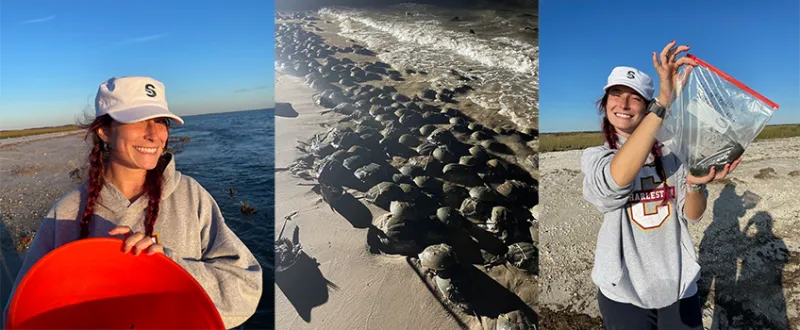 Can Horseshoe Crabs Survive Sea Level Rise?