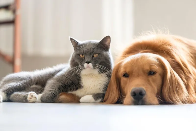 NJ pet owners can now fill dog and cat prescriptions at CVS