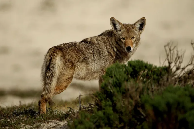 A Spike In Coyote Sightings Has Wildwood Residents Concerned