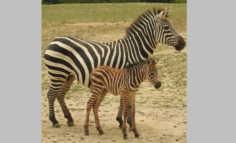 You'll Want to Meet Cape May Zoo's Newest Baby