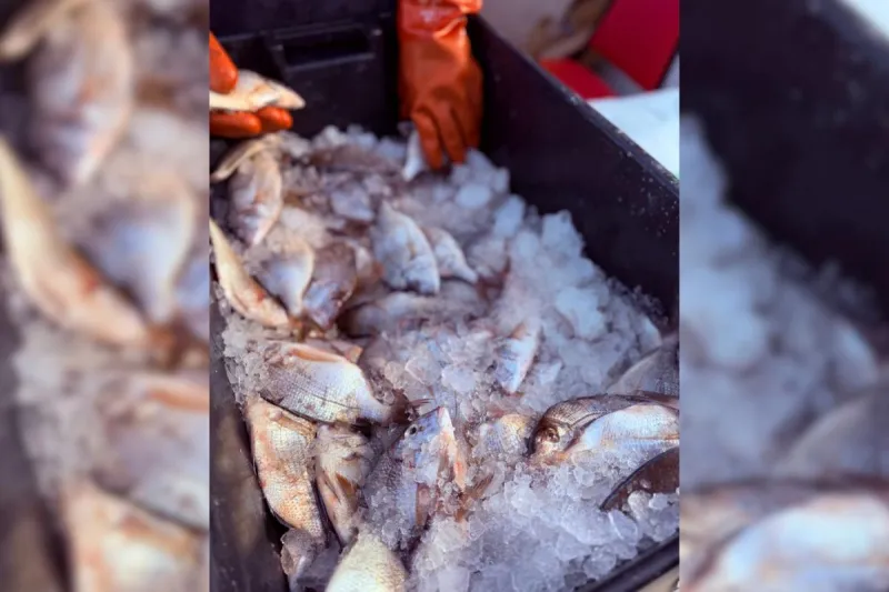 NJ families need protein - this program is saving local seafood