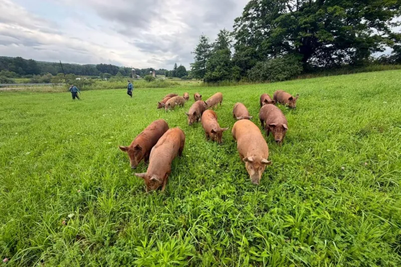 Pig pandemonium erupts on Sussex County road as 15 hogs escape