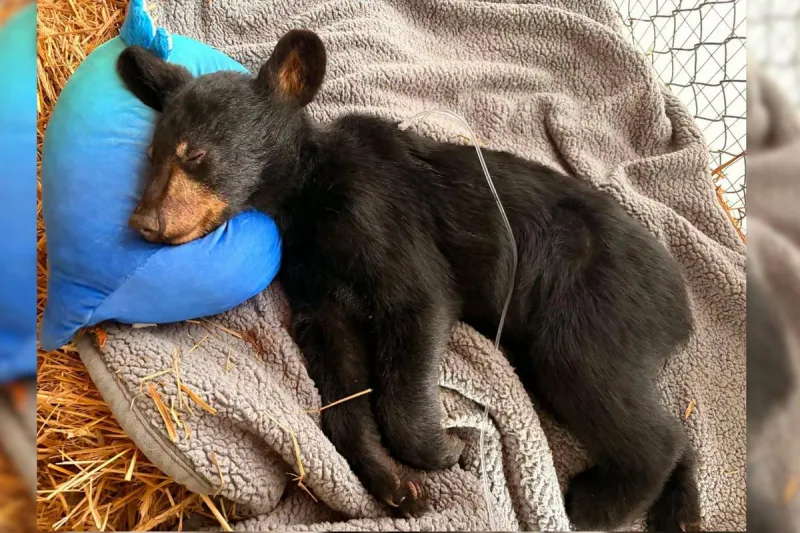 NJ black bear cub recovering at refuge after apparent car strike