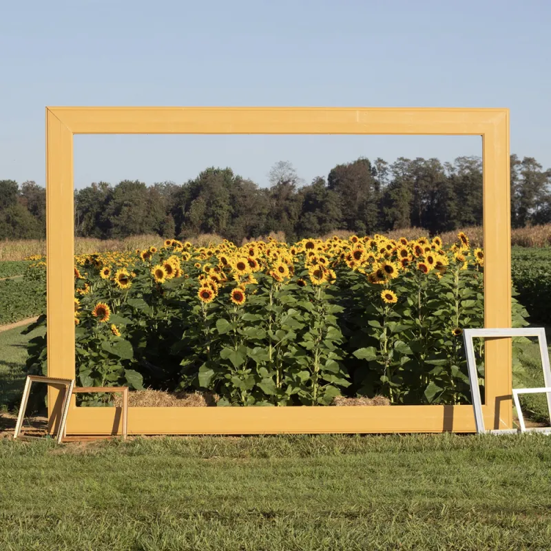 It's New Jersey Sunflowers Season! Where to Find Fields, Mazes, and U-Pick Spots 2026