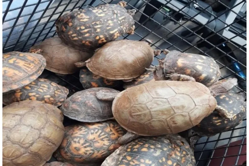 Who dumped 150 turtles into a NJ river? Police need answers
