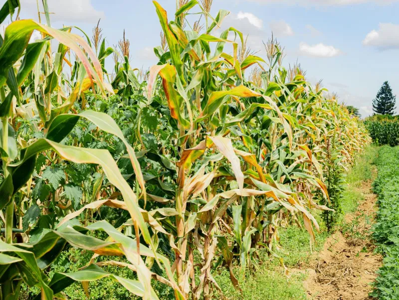This NJ festival is packed with corn, tomatoes, beer and fun