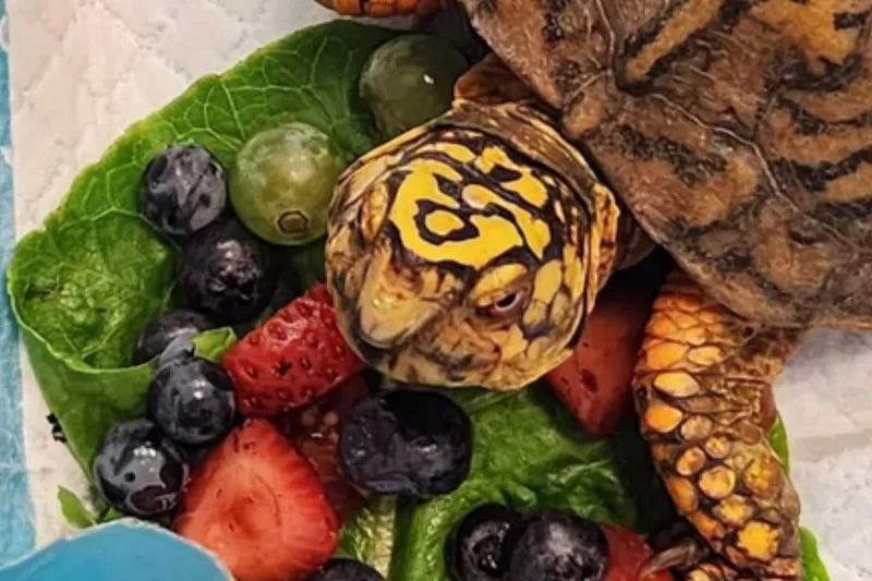 Who dumped 167 turtles? NJ rescue thanks heroes who stepped up