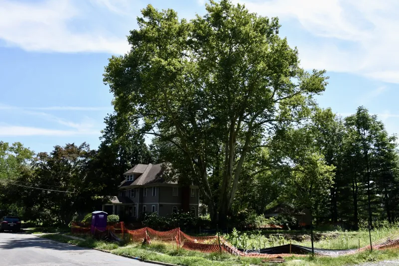 Maplewood Officials Block Developer From Tearing Down 271-Year-Old Tree