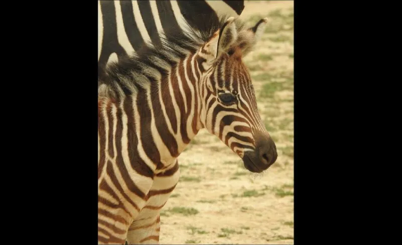 Cape May Zoo Looks For Help in Naming New Baby Zebra