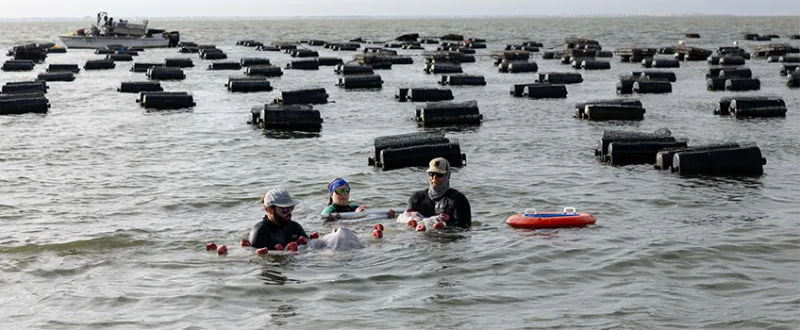 Picture Stockton...working with oysters farmers for conservation