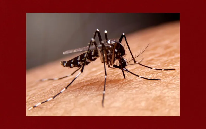 Mosquitos In Monmouth County Found with West Nile Virus