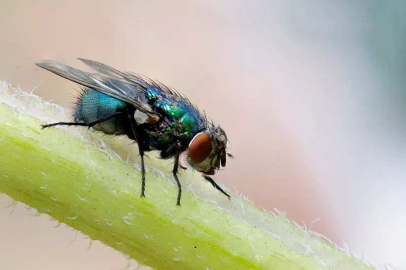 Why Are The Flies So Bad In South Jersey This Summer?