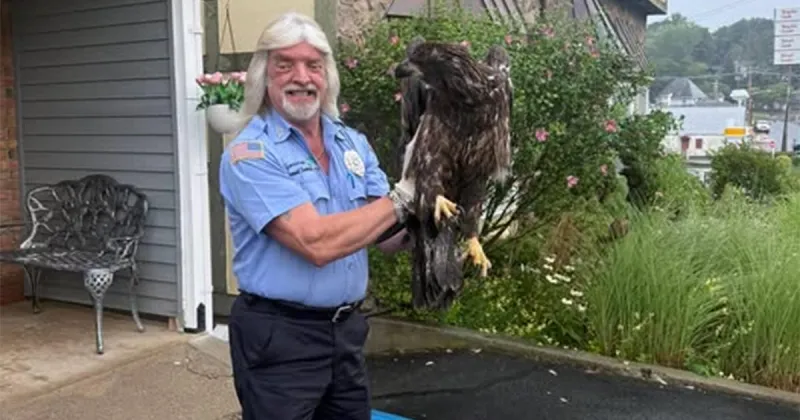 Bald eagle rescued in Sparta, New Jersey