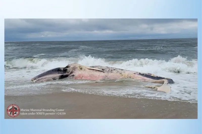 Dead whale breaks apart in the surf off Long Beach Island