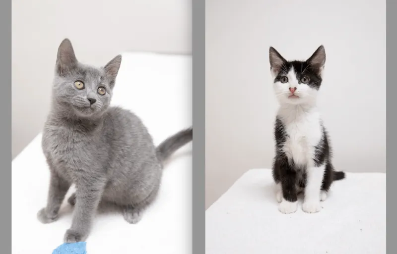 Montclair Kitten Sisters Rescued and Now Need New Home